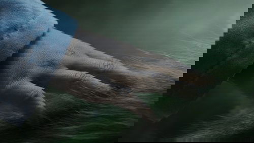 Pete's Dragon - Pete Và Người Bạn Rồng - Hình 1