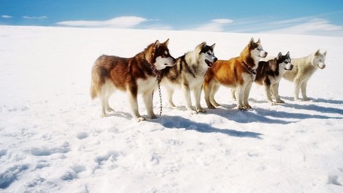 Eight Below - Âm Tám Độ - Hình 4