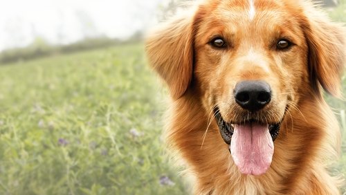 A Dog's Purpose - Mục Đích Sống Của Một Chú Chó - Hình 2