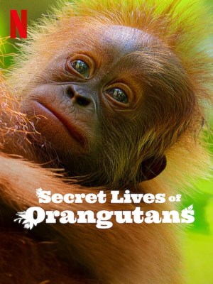 Xem phim Secret Lives of Orangutans - Cuộc Sống Bí Mật Của Đười Ươi 2024 Full HD Vietsub