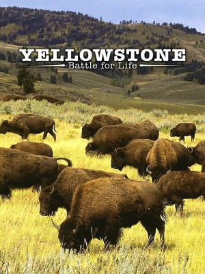 Xem phim Yellowstone - Yellowstone: Cuộc Chiến Giành Sự Sống 2009 Full HD Vietsub